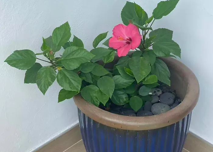 Sol Y Mar Appartement *