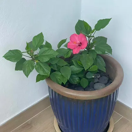 Sol Y Mar דירה *